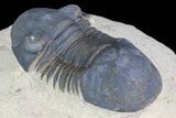 Paralejurus Trilobite Fossil - Foum Zguid, Morocco #75479-4